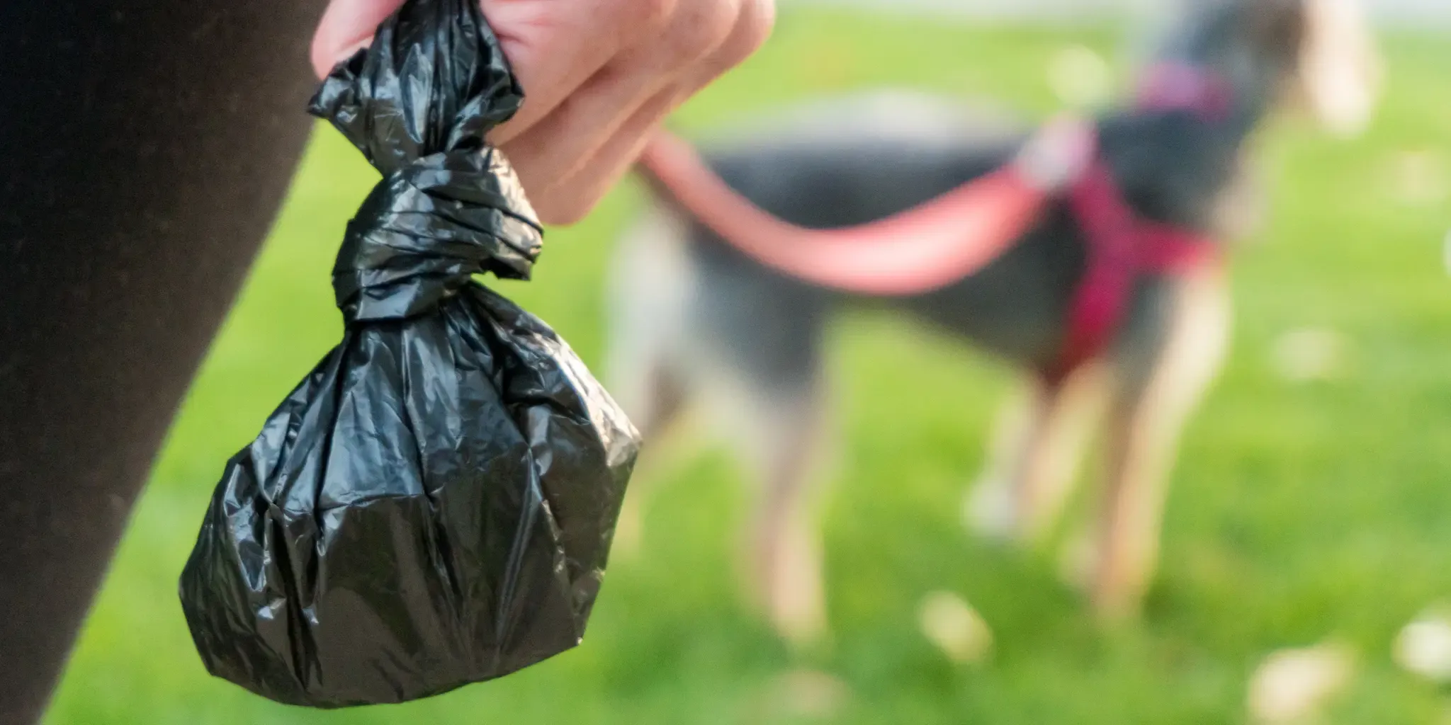 Problems with dog poop around the complex