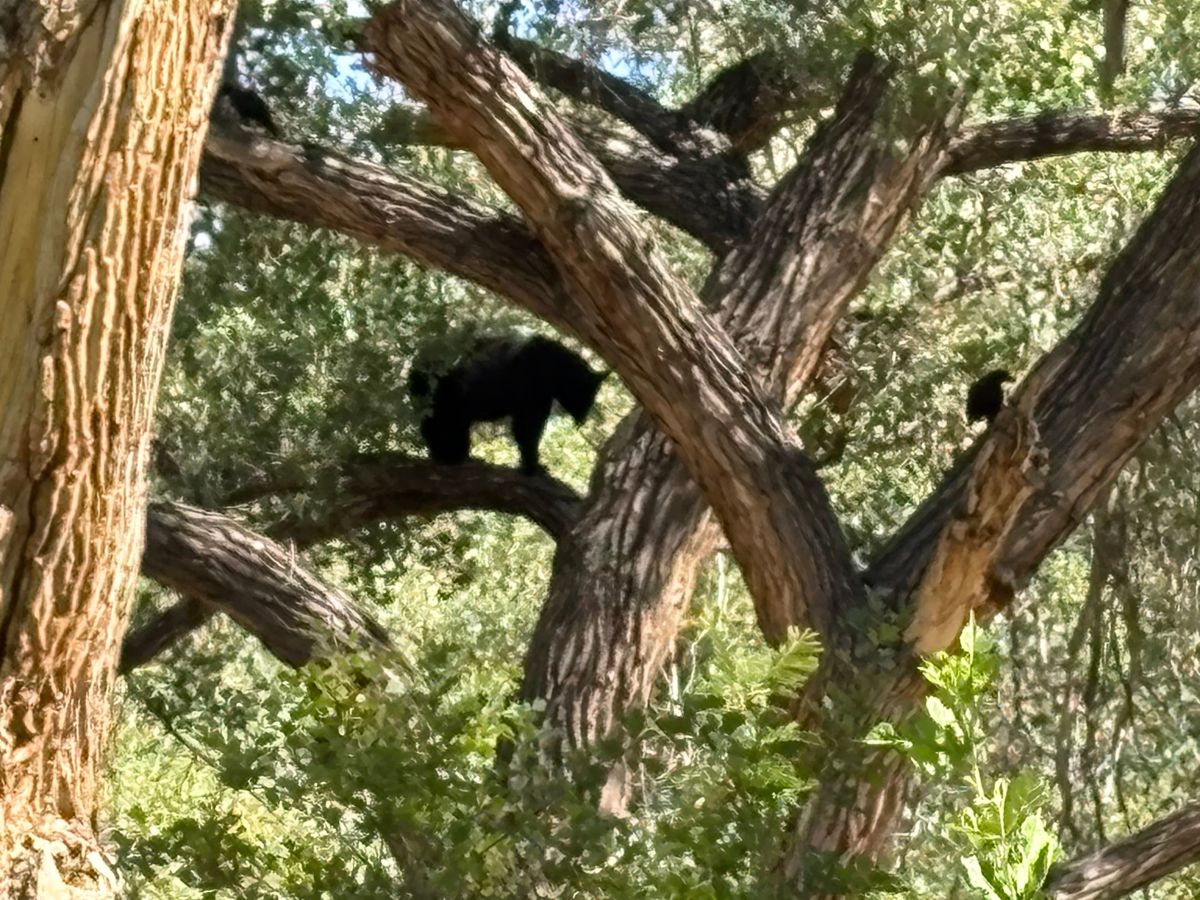 Be Aware of Bears in the Area