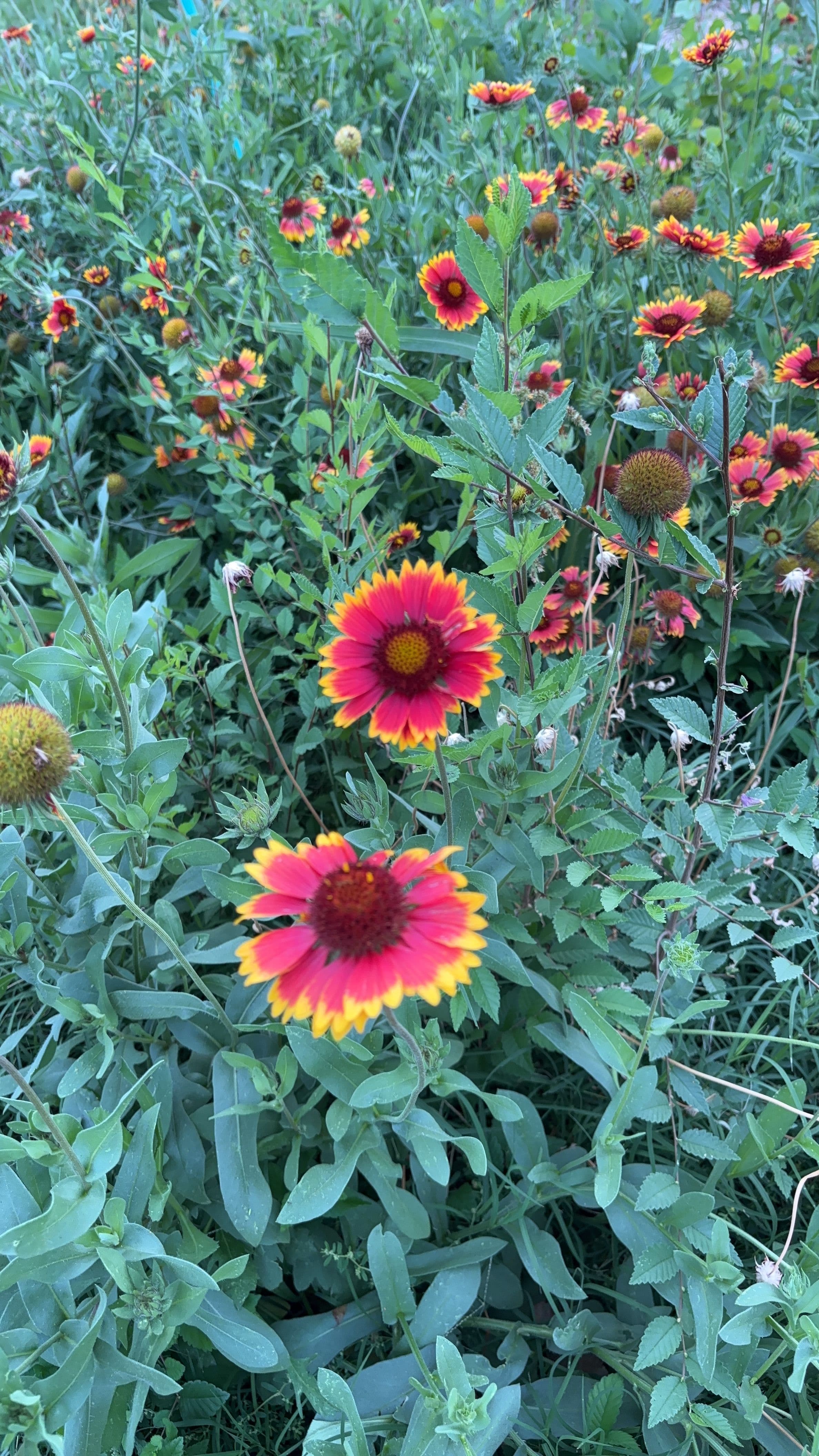 Fall Landscaping Update